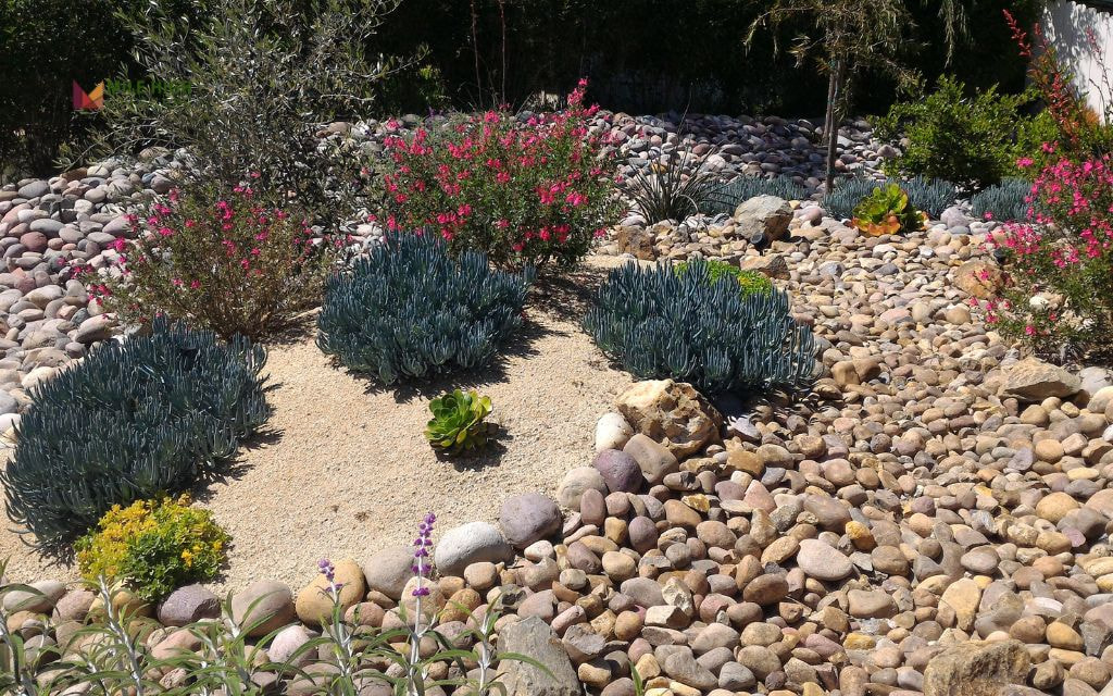 Xeriscape Plants Colorado Tips for Success