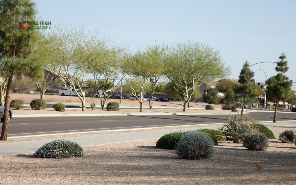 Xeriscaping: The Pros and Cons