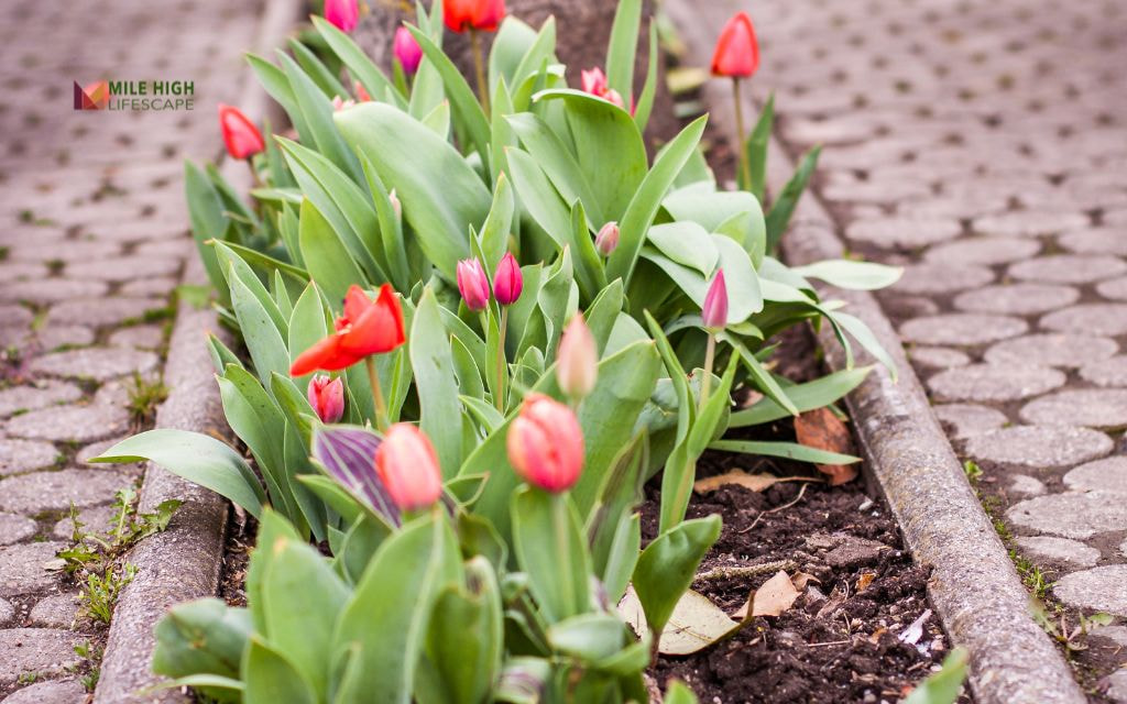 Brick-Edged Flower Beds with Geometric Layouts