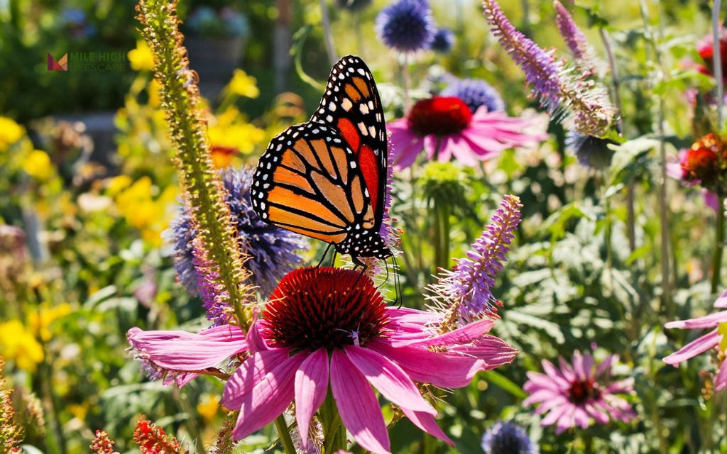 Butterfly Bed with Milkweed, Echinacea, Goldenrod