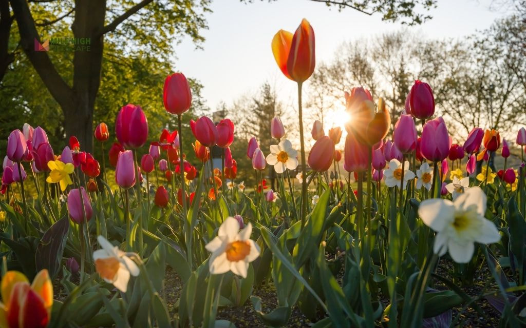Classic Tulip and Daffodil Spring Bulb Bed