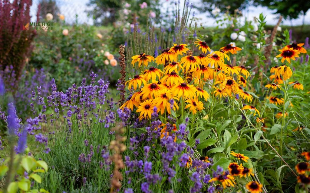 Drought-Tolerant Combo: Yarrow, Blanketflower, Blue Flax
