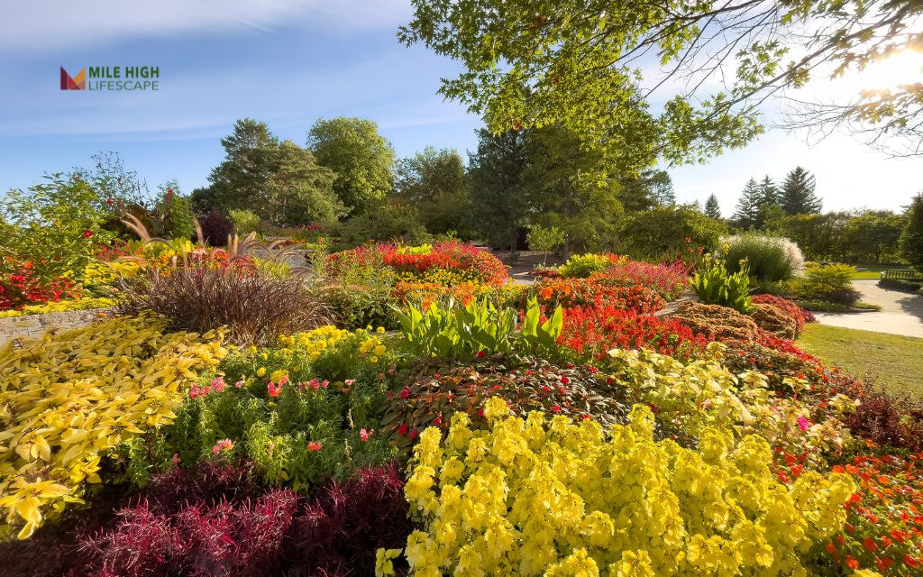 Fall-Forward Color Bed: Mums, Rudbeckia, Asters