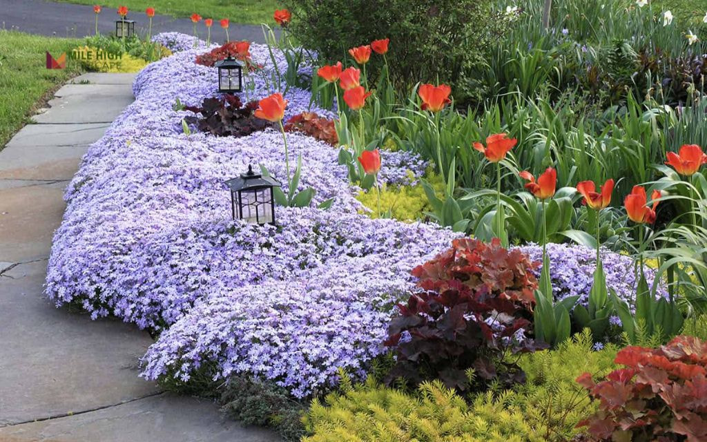 Flower Bed with Layered Height: Tall Back, Low Edging