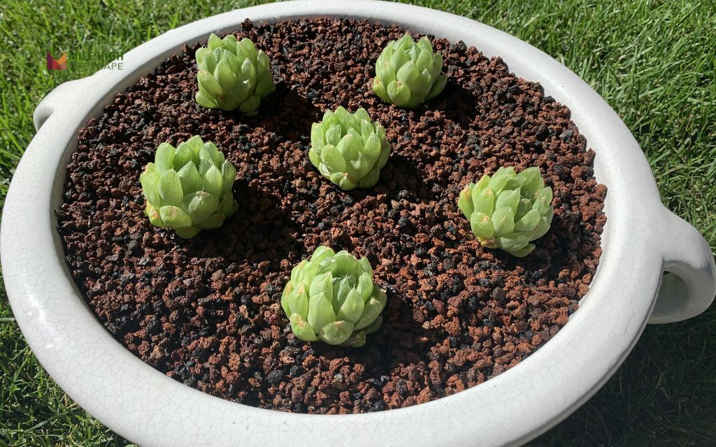 Low-Water Succulent Islands