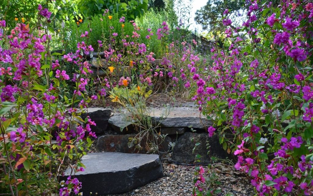 Monochrome Wildflower Bed with Native Purple Blooms