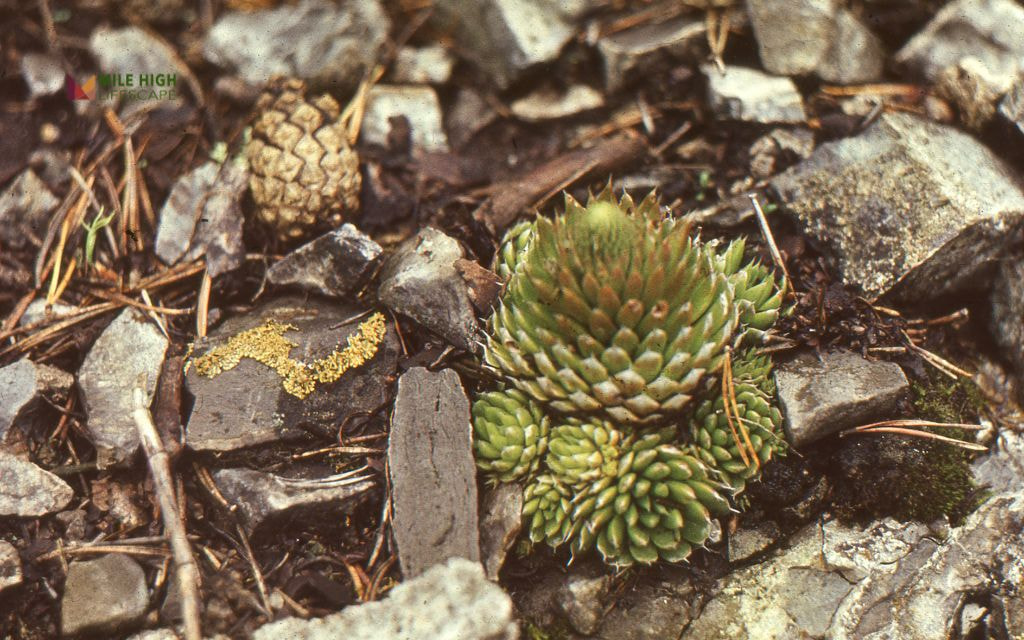 Succulent Bed in Gravel or Lava Rock