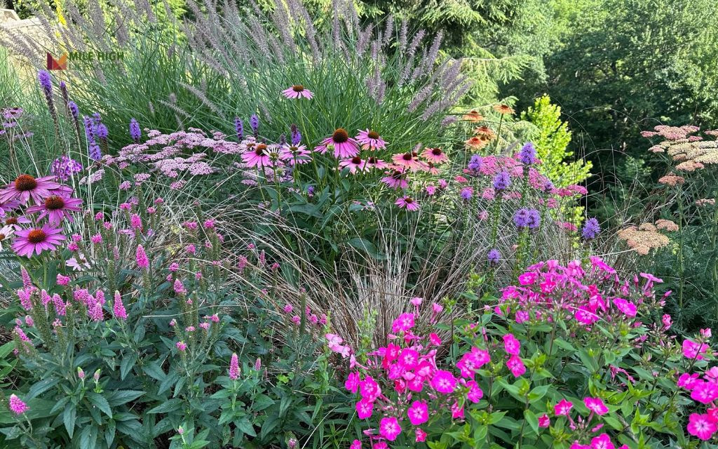 Summer Burst: Zinnias, Salvia, Ornamental Grasses