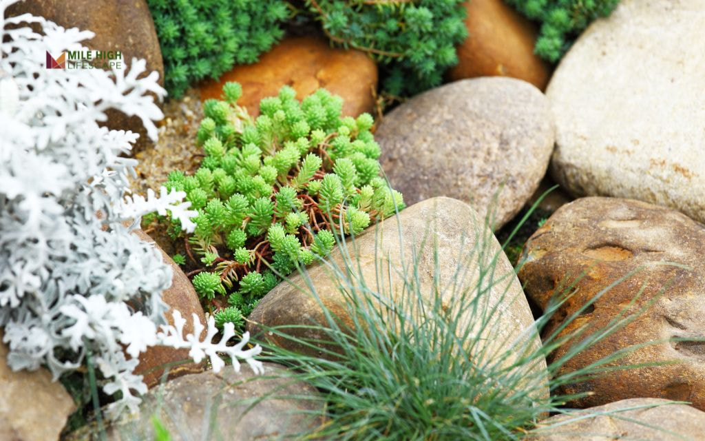 What Plants Pair Well with Rock Landscapes in Denver?