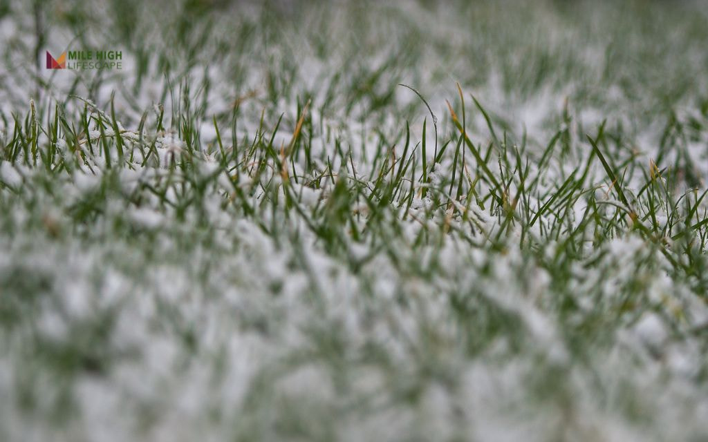 7-step guide: How to winterize lawn in Denver