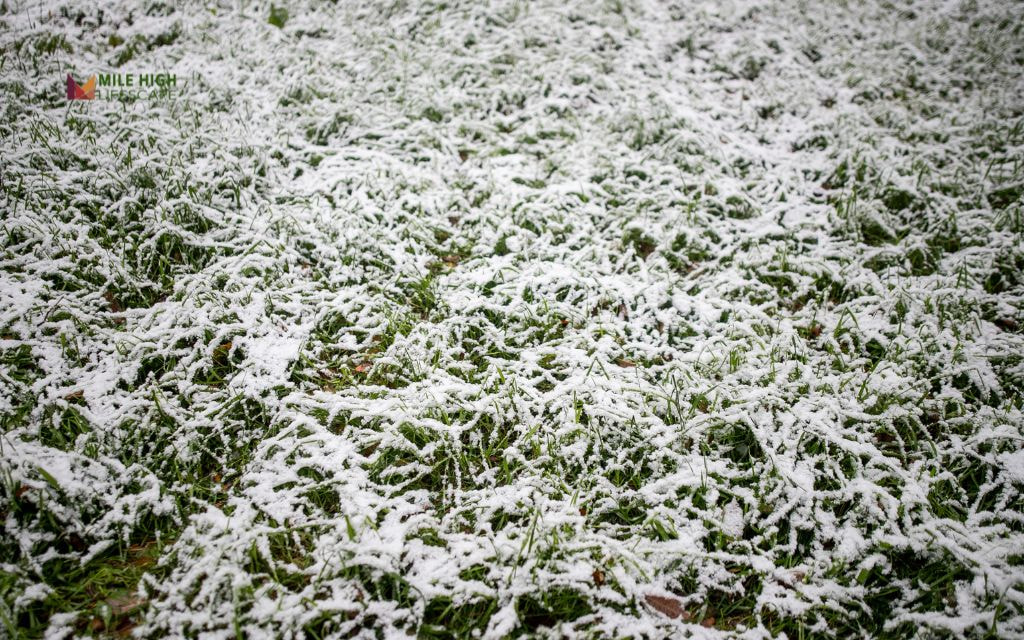 Benefits of winterizing your lawn