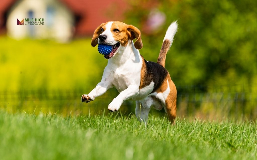 Create Defined Dog Paths and Play Zones