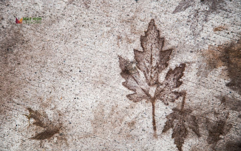 How Can You Prevent Future Leaf Stains