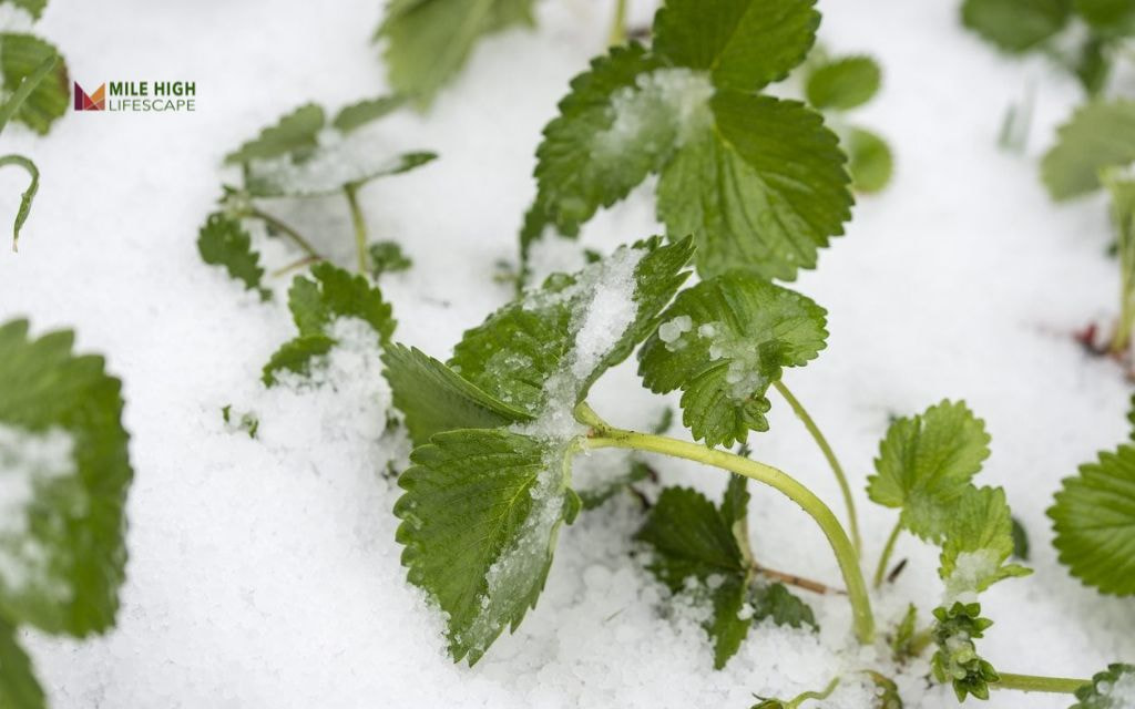 How can you protect strawberry plants from harsh winters?