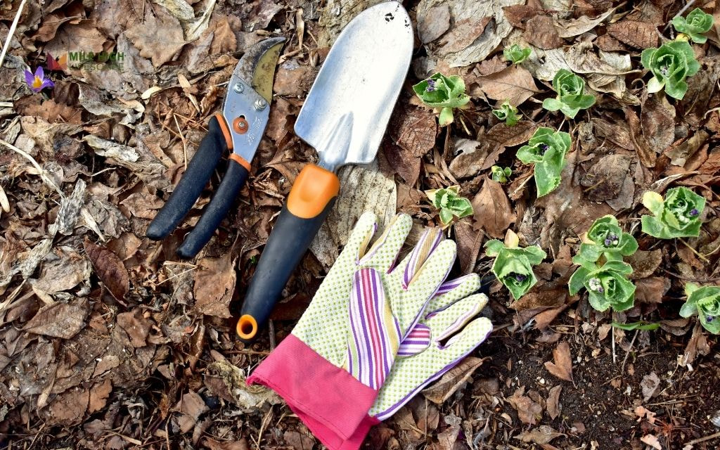 How much does yard cleanup cost in Denver?