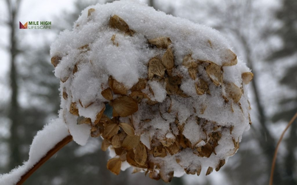 How to Identify if Your Hydrangeas Have Winter Damage?