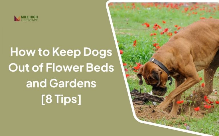 How to Keep Dogs Out of Flower Beds: 8 Effective and Pet-Friendly Solutions