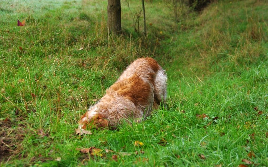 How to Keep Dogs Out of Flower Beds
