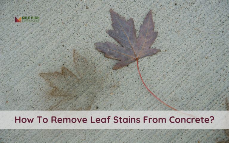 How To Remove Leaf Stains From Concrete? Step-by-step Guide