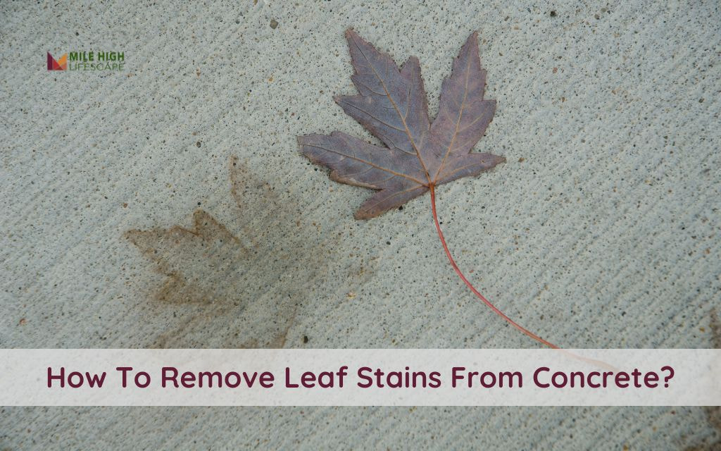 How To Remove Leaf Stains From Concrete? Step-by-step Guide