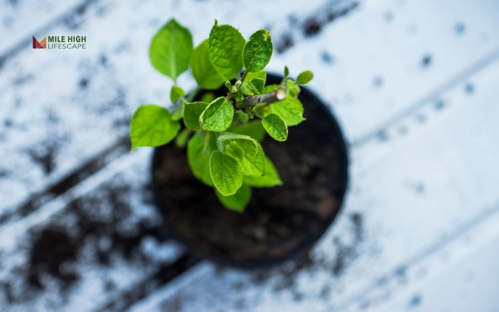 How to Winterize Potted Hydrangeas?