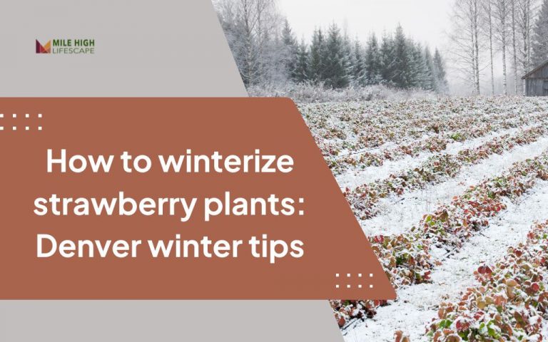 How to winterize strawberry plants: Denver winter tips
