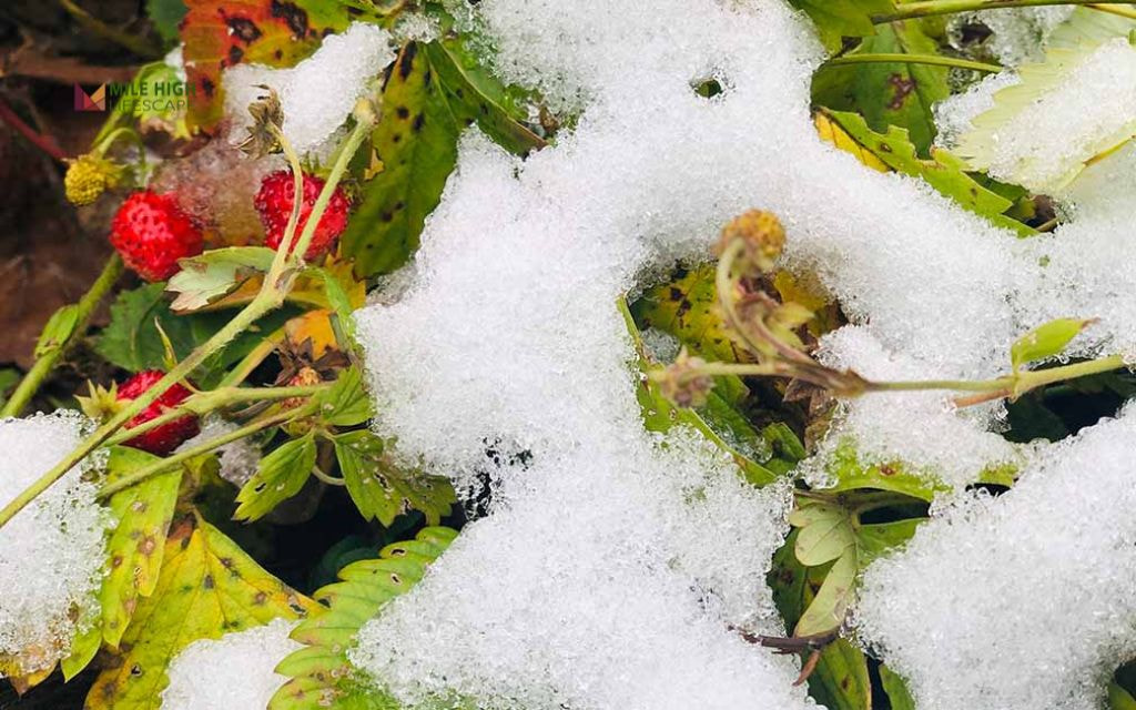 How to winterize strawberry plants step by step?