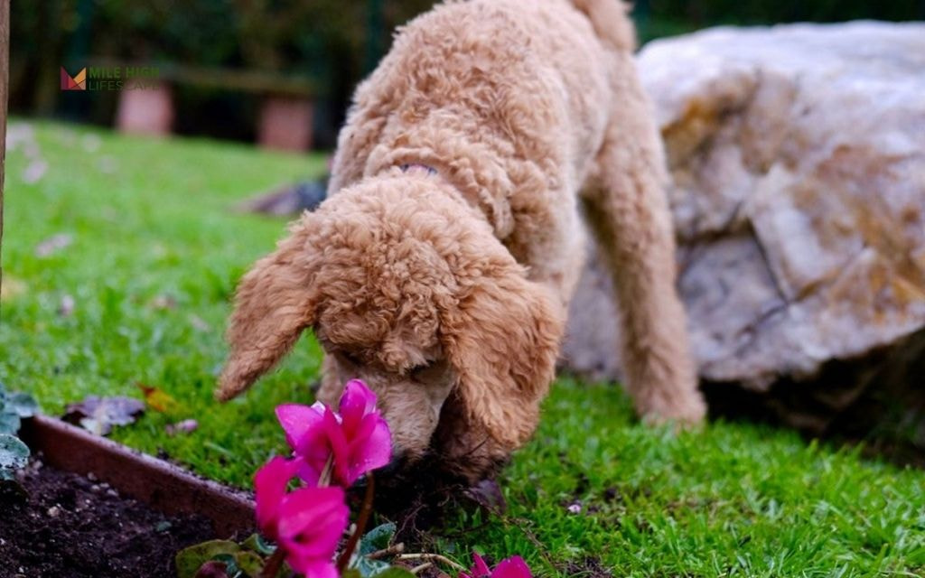 Plant Dog-Repelling Flowers and Herbs