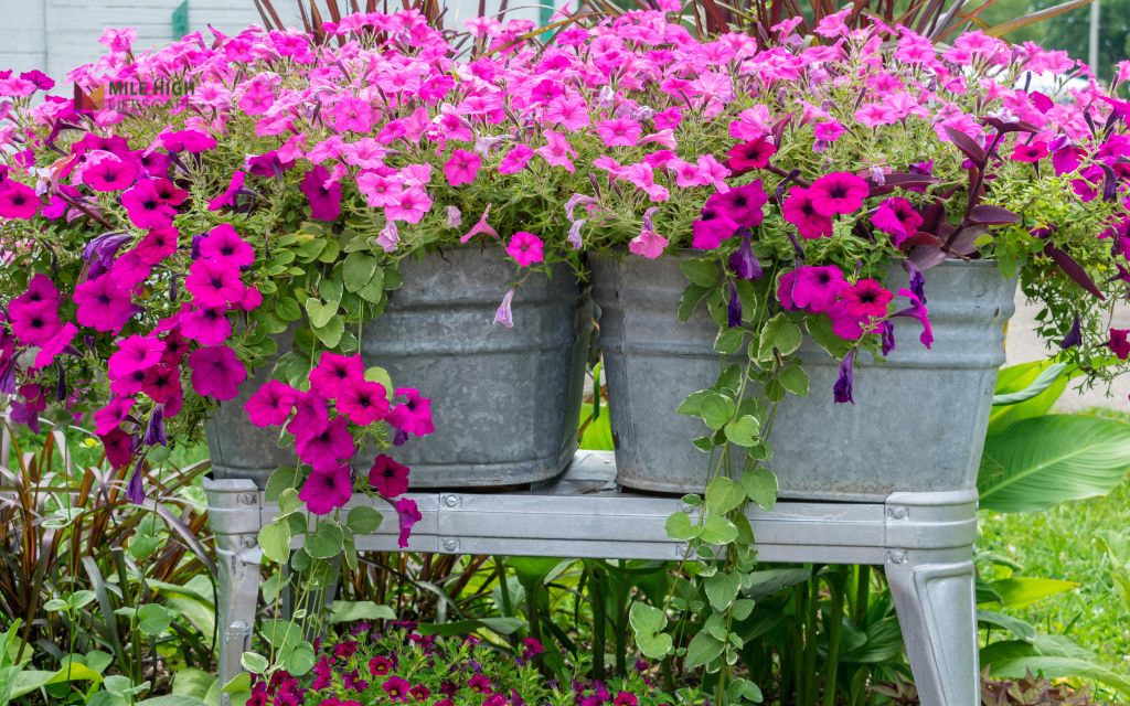 Repurposed Galvanized Tubs as Flower Containers