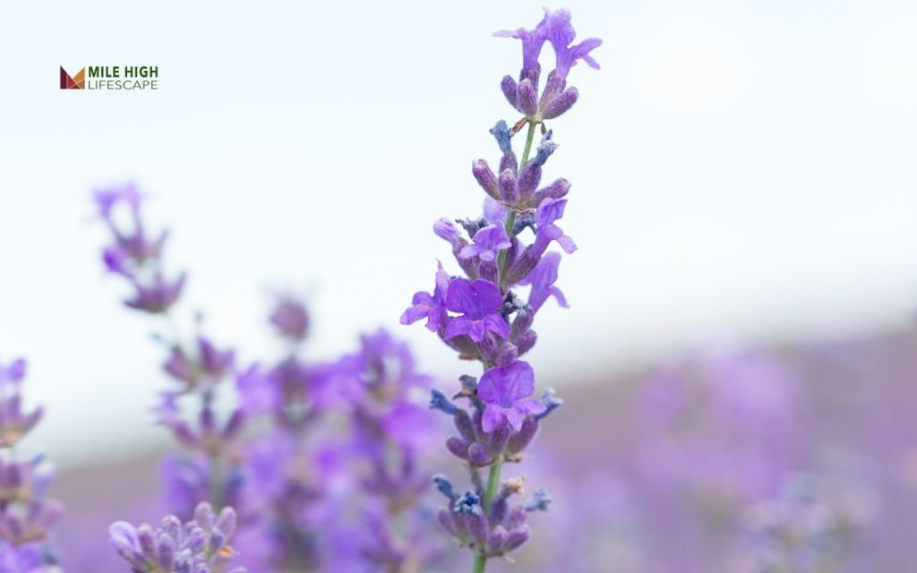 Step 5: Select Climate-Appropriate Plants for Your Flower Bed