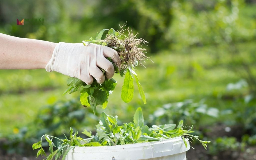 Task 3: Weed control