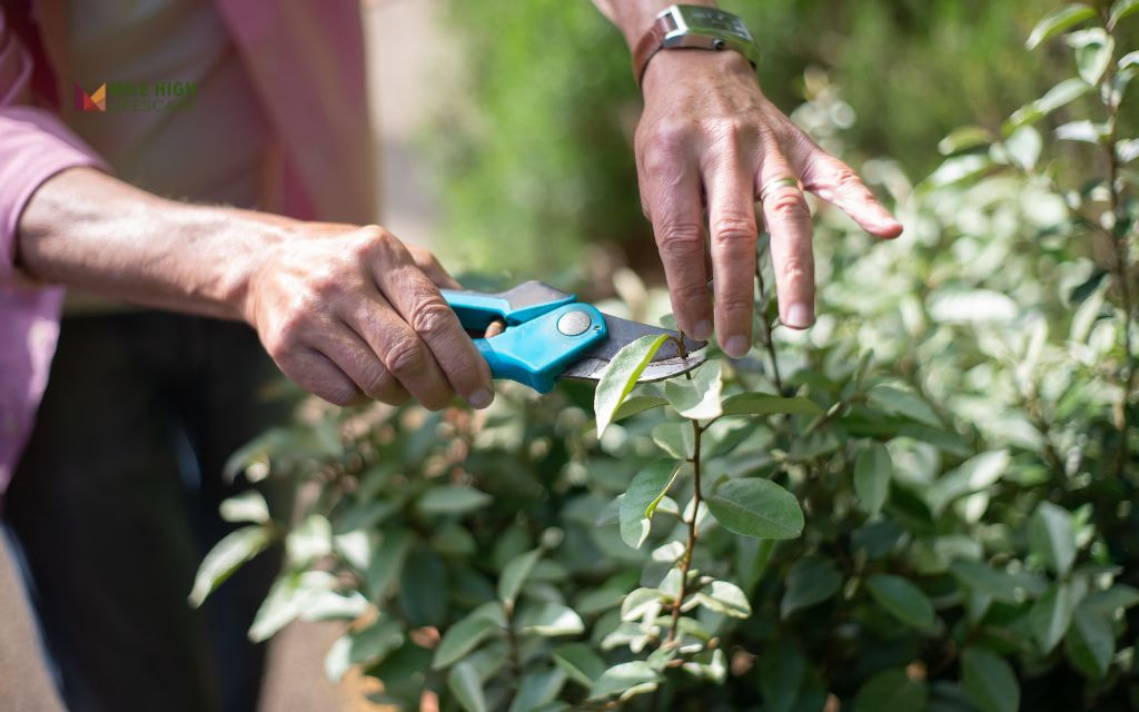 Task 5: Tree and shrub pruning