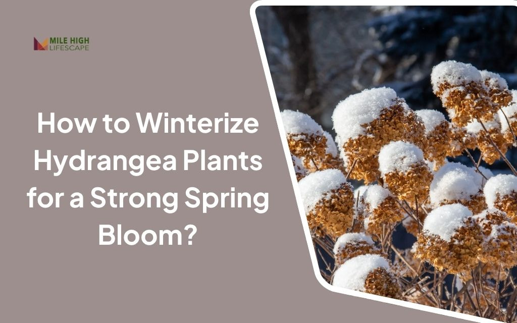 What’s the Step-by-Step Process for Winterizing Hydrangea Plants?