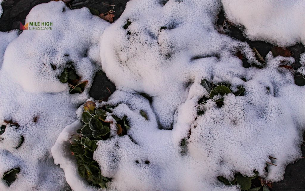 Why is winterizing strawberry plants important?