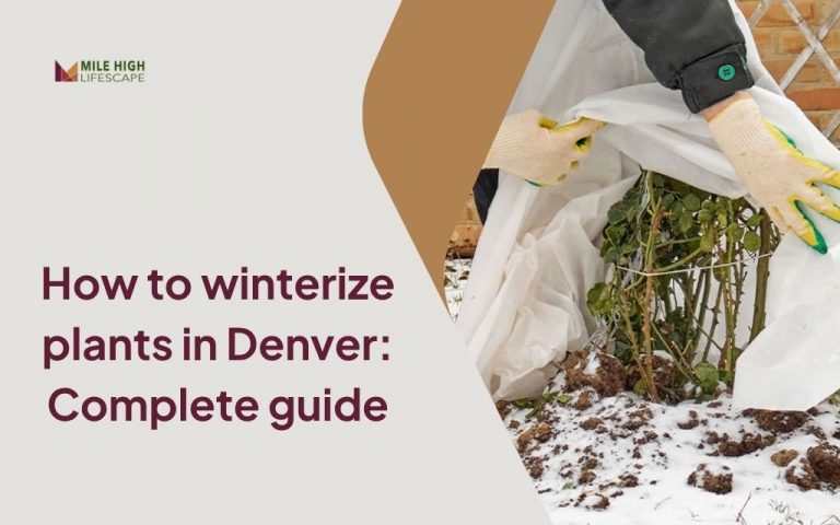 How to winterize plants in Denver: Complete guide