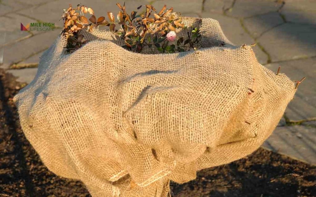 How to winterize plants: step-by-step process