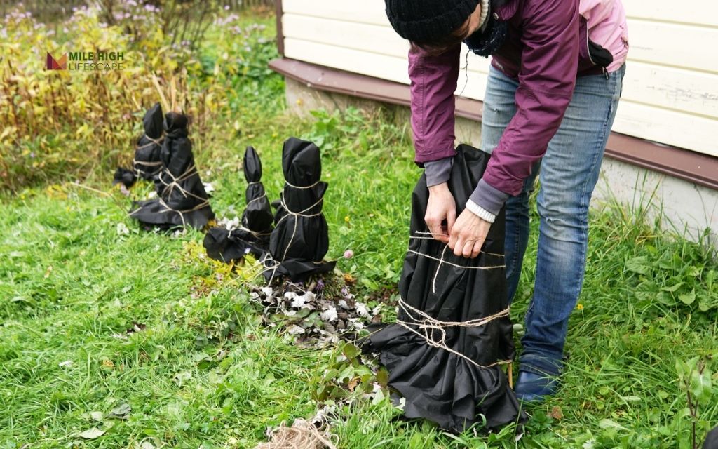 When is the best time to winterize gardens in Denver?
