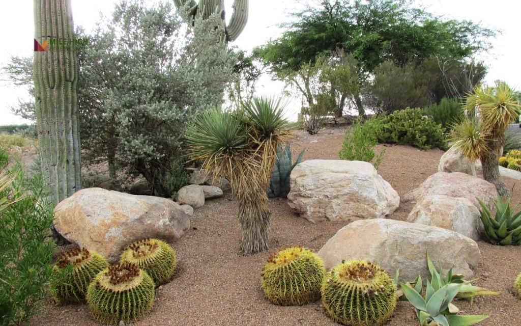 Boulder-focused xeriscape