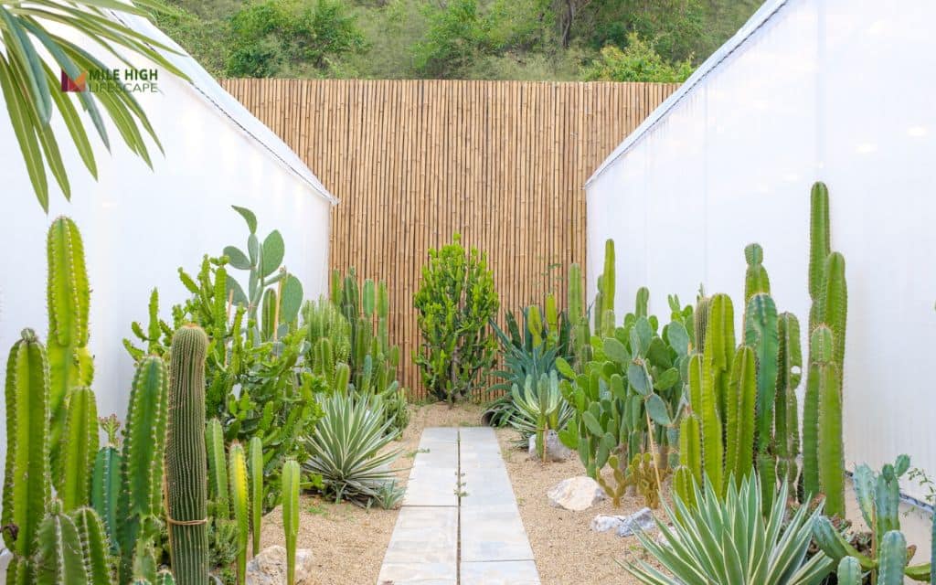 Cactus & agave feature bed