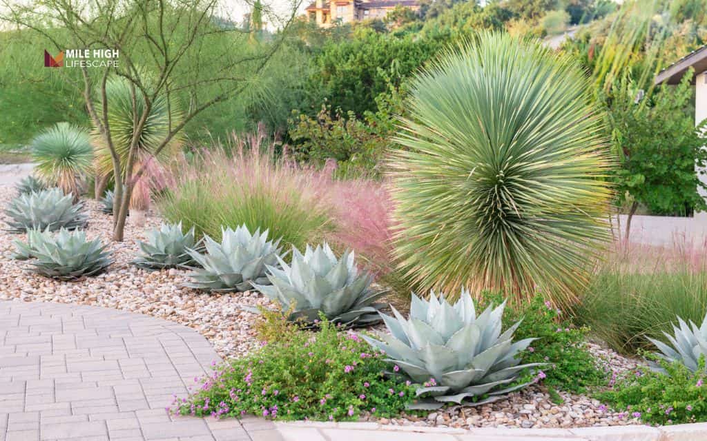 Desert-inspired xeriscape