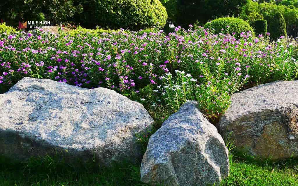 Evergreen & rock combo bed