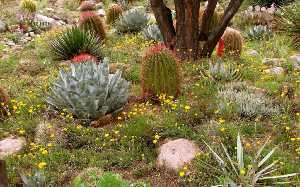Rock garden with pollinator plants