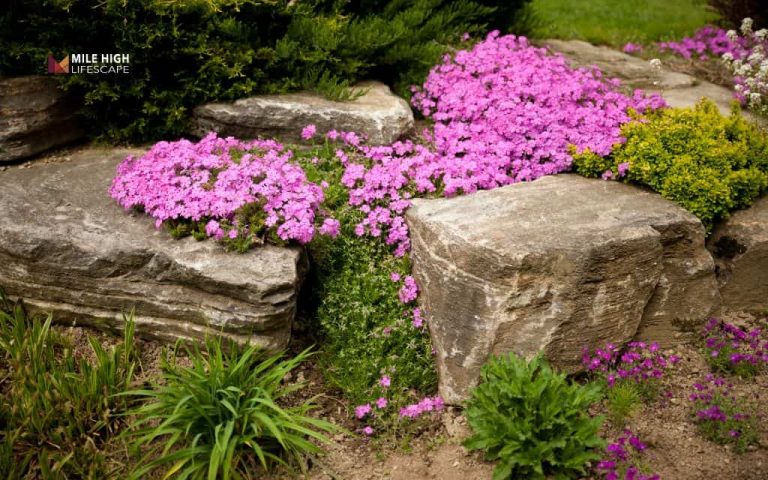 Water-wise river rock flower beds: 15 creative designs for denver gardens