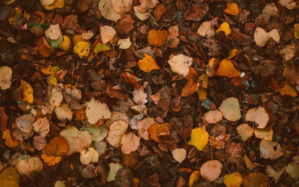 How do you get leaves out of mulch? 7 easy methods
