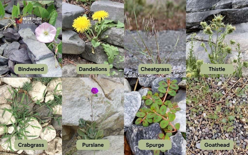 Common weeds in rock landscaping