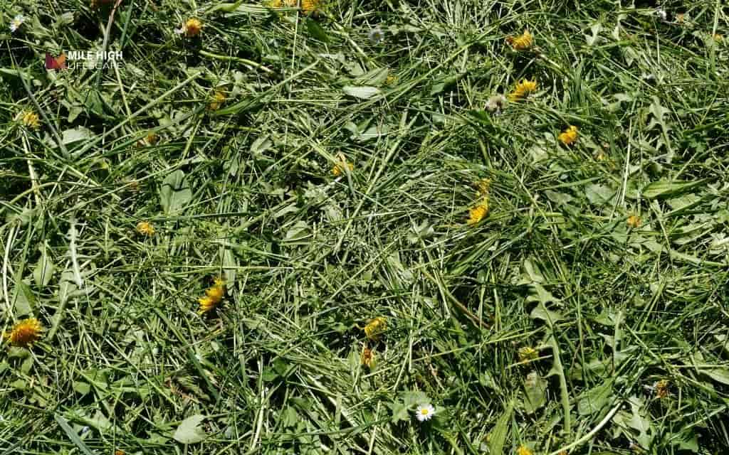 Grass clippings vs. Other mulch types