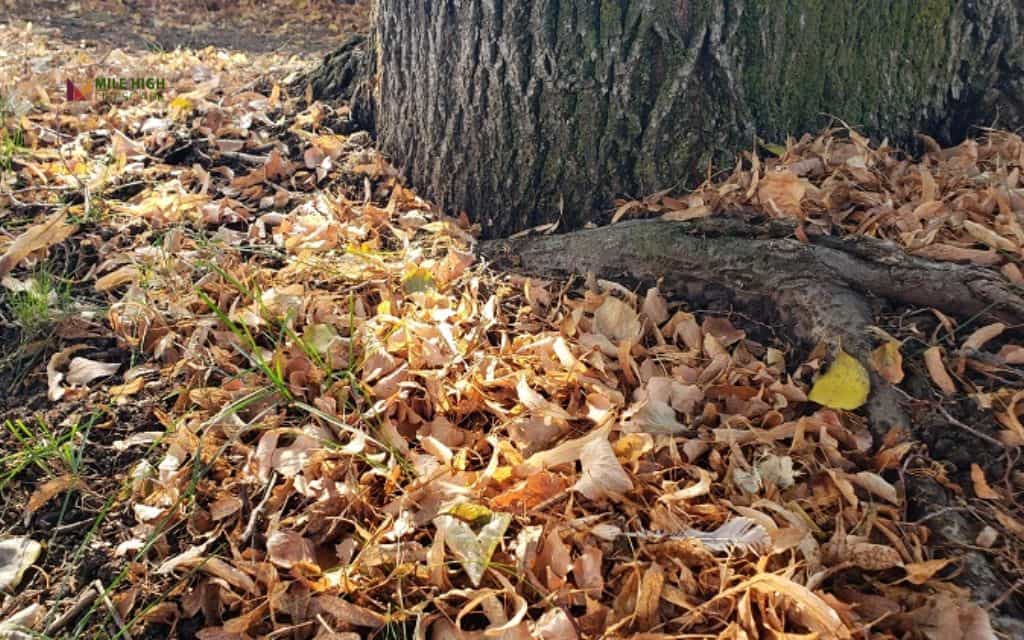 How do you get leaves out of mulch beds fast? 7 easy tricks