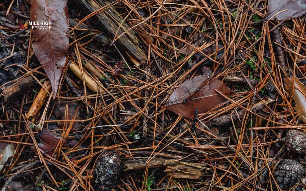 How mulch can encourage termites