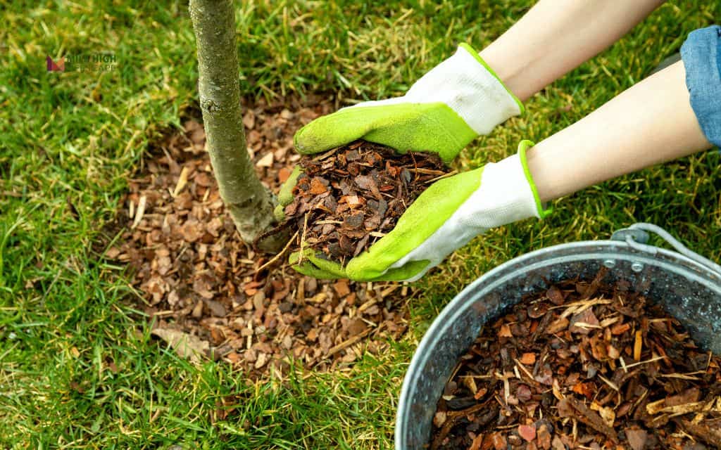 How to keep mulch from washing away: 10 expert methods that actually work in Denver