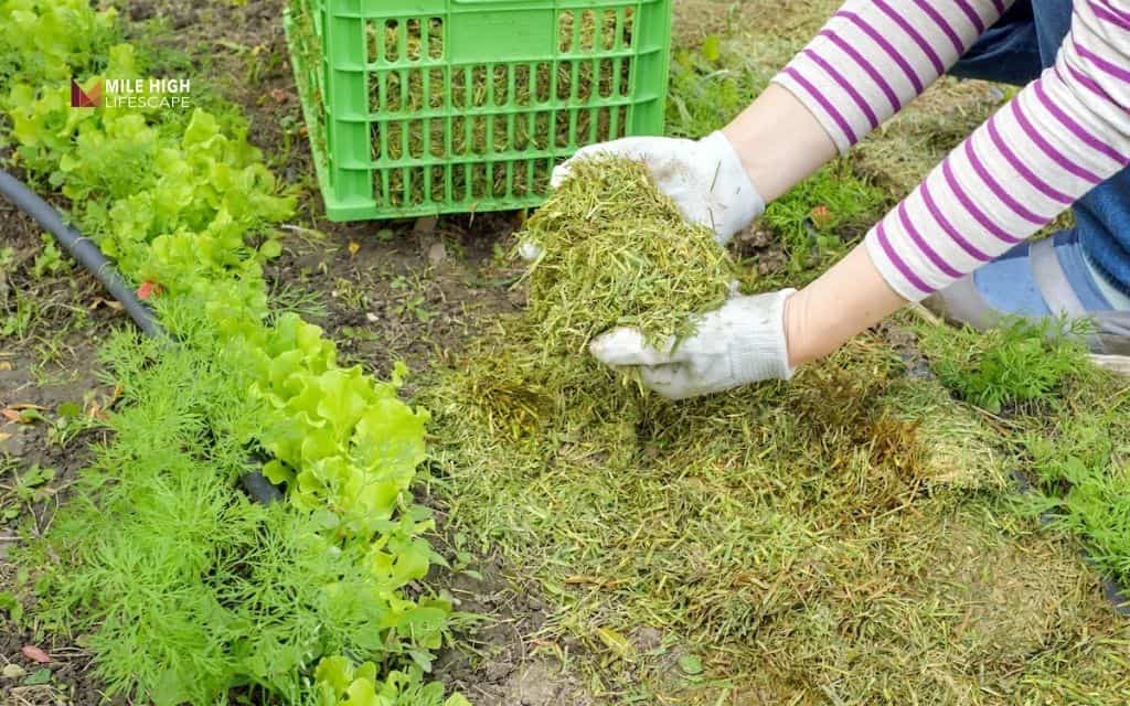 How to mulch grass properly